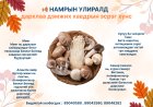 🍂 Намрын улирал – Дархлаа дэмжих, хавдраас сэргийлэх супер хүнсүүд!